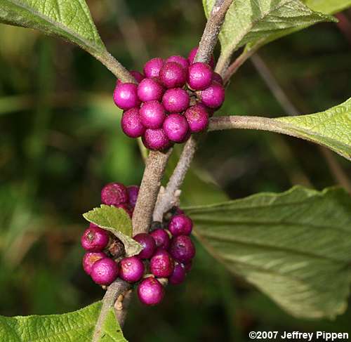 American Beautyberry (Callicarpa americana)
