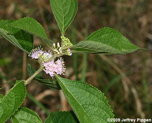 American Beautyberry (Callicarpa americana)