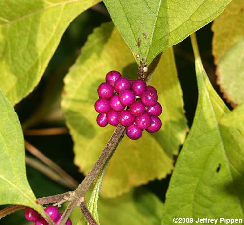 American Beautyberry (Callicarpa americana)