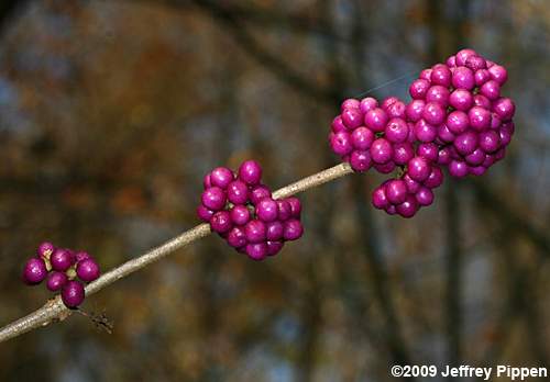 American Beautyberry (Callicarpa americana)