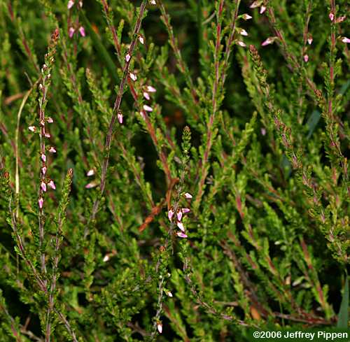 Heather (Calluna vulgaris)