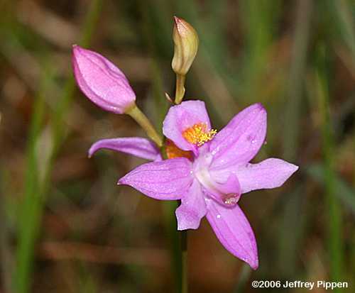 Bearded Grasspink (Calopogon barbatus)