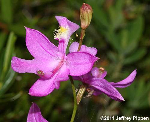 Common Grasspink (Calopogon tuberosus)
