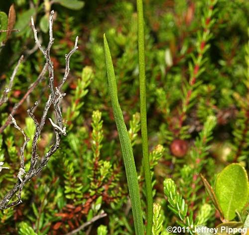 Common Grasspink (Calopogon tuberosus)