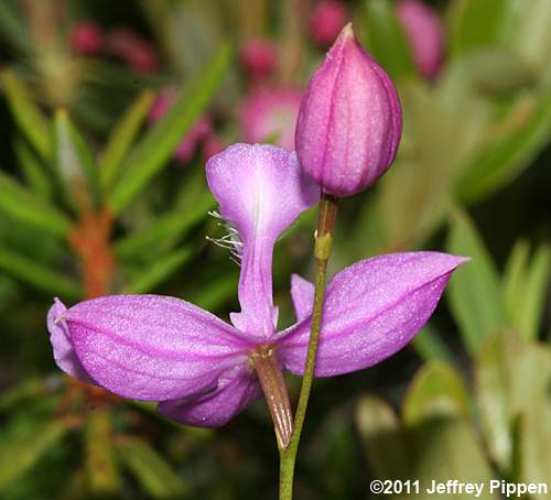 Common Grasspink (Calopogon tuberosus)