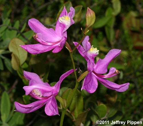 Common Grasspink (Calopogon tuberosus)