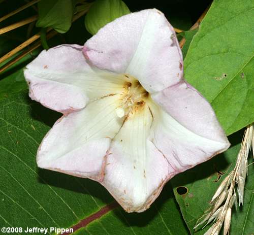 Hedge Bindweed (Calystegia sepium)