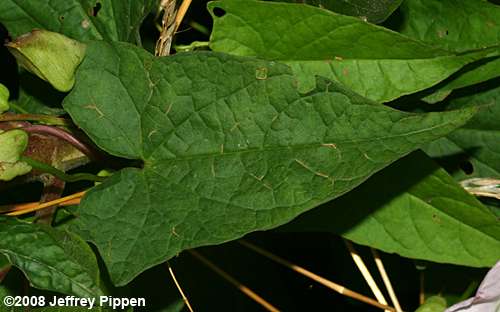Hedge Bindweed (Calystegia sepium)