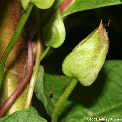 Hedge Bindweed (Calystegia sepium)