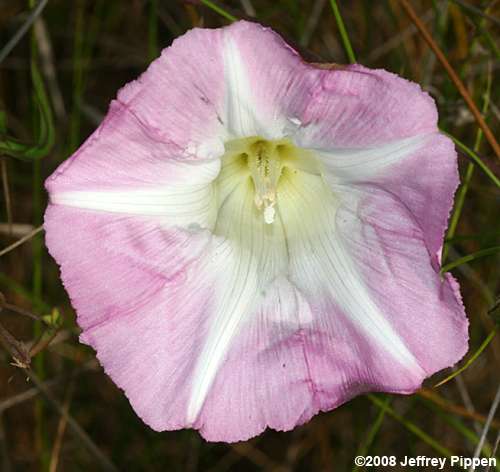 Hedge Bindweed (Calystegia sepium)