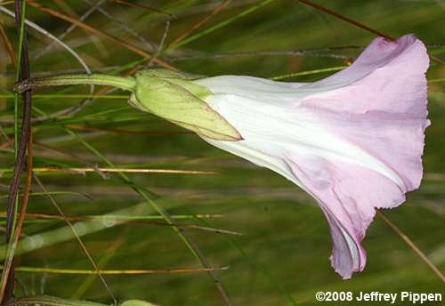 Hedge Bindweed (Calystegia sepium)