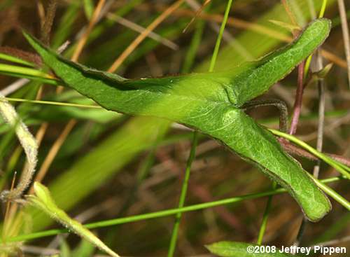Hedge Bindweed (Calystegia sepium)