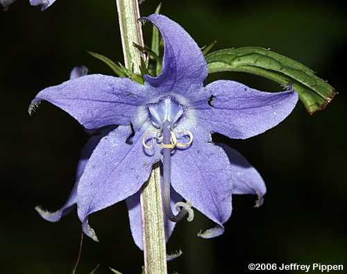 Tall Bellflower (Campanulastrum americanum)