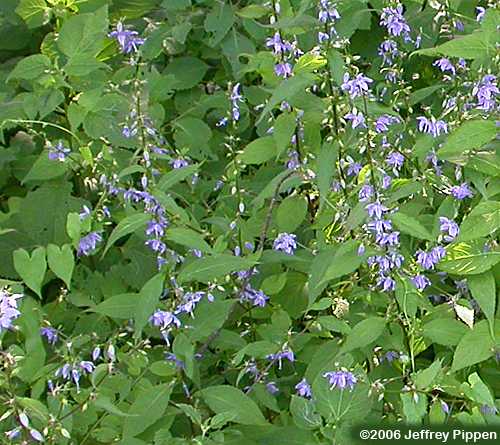 Tall Bellflower (Campanulastrum americanum)