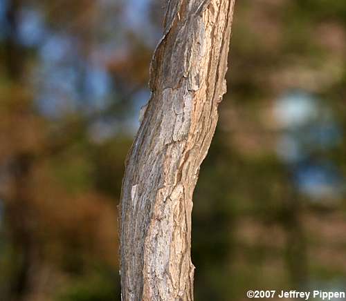 Trumpet Creeper (Campsis radicans)