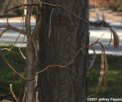 Trumpet Creeper (Campsis radicans)