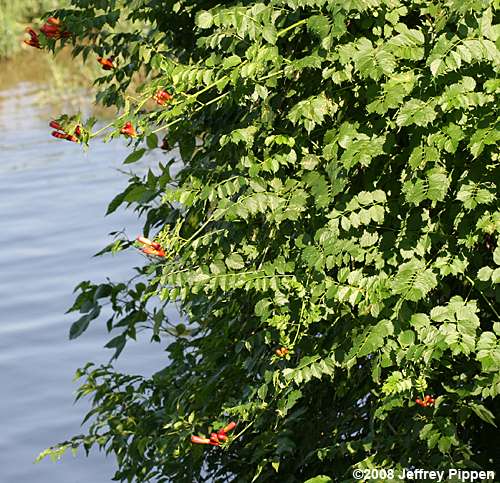 Trumpet Creeper (Campsis radicans)