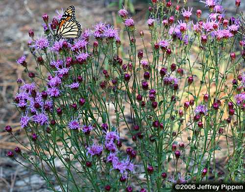 Sandhill Chaffhead, Sandywoods Chaffhead (Carphephorus bellidifolius)