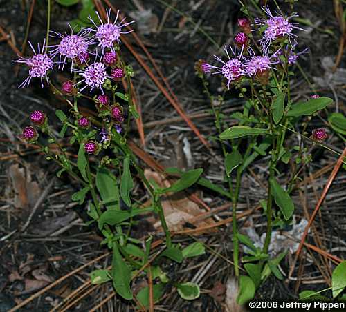 Sandhill Chaffhead, Sandywoods Chaffhead (Carphephorus bellidifolius)