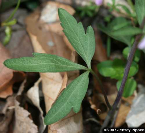 Slender Toothwort (Cardamine angustata)