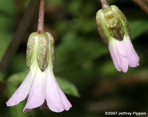 Slender Toothwort (Cardamine angustata)