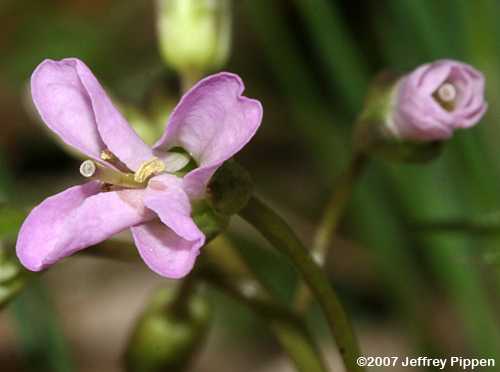 Slender Toothwort (Cardamine angustata)