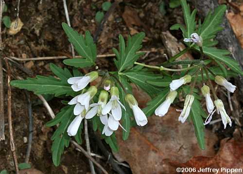 Cutleaf Toothwort (Cardamine concatenata)
