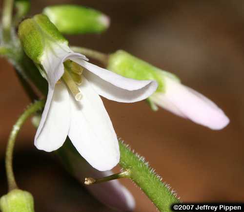 Cutleaf Toothwort (Cardamine concatenata)