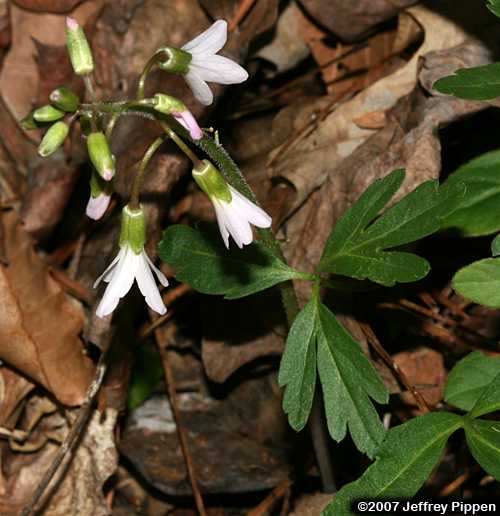 Cutleaf Toothwort (Cardamine concatenata)