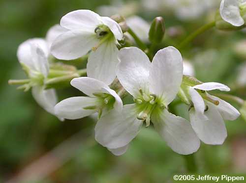 Crinkleroot Toothwort (Cardamine diphylla)