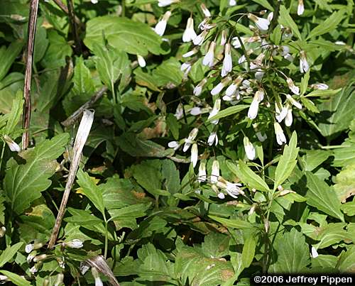 Crinkleroot Toothwort (Cardamine diphylla)