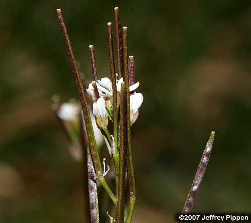 Hairy Bittercress (Cardamine hirsuta)