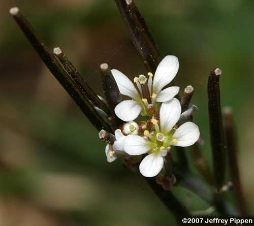 Hairy Bittercress (Cardamine hirsuta)