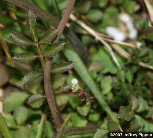 Hairy Bittercress (Cardamine hirsuta)