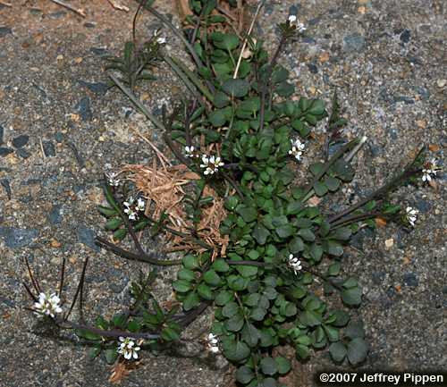 Hairy Bittercress (Cardamine hirsuta)