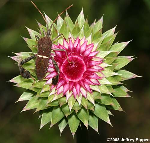 Musk Thistle, Nodding Thistle (Carduus nutans)