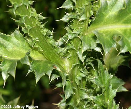 Musk Thistle, Nodding Thistle (Carduus nutans)