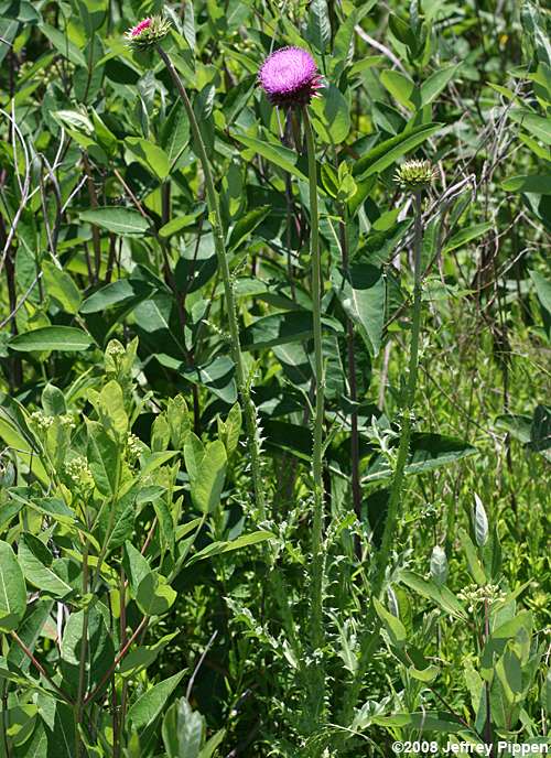 Musk Thistle, Nodding Thistle (Carduus nutans)