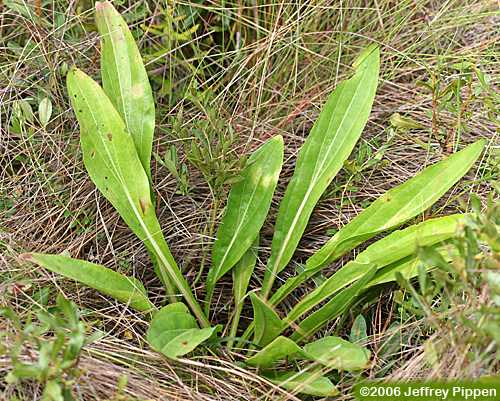 Deer's-tongue, Vanillaleaf (Carphephorus odoratissimus, Trilisa odoratissima)