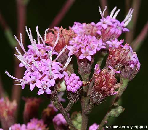 Deer's-tongue, Vanillaleaf (Carphephorus odoratissimus)