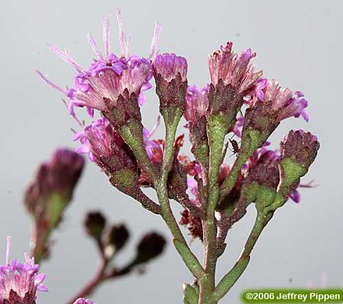 Deer's-tongue, Vanillaleaf (Carphephorus odoratissimus, Trilisa odoratissima)