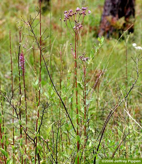 Deer's-tongue, Vanillaleaf (Carphephorus odoratissimus, Trilisa odoratissima)