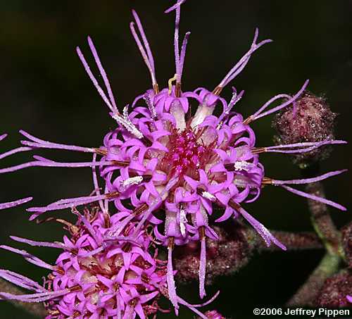 Wooly Chaffhead (Carphephorus tomentosus)