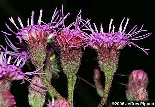 Wooly Chaffhead (Carphephorus tomentosus)