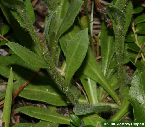 Wooly Chaffhead (Carphephorus tomentosus)