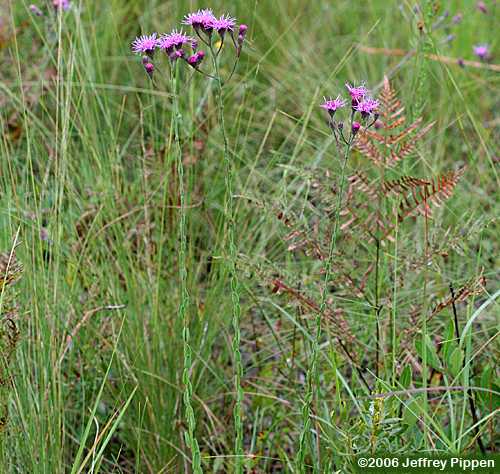 Wooly Chaffhead (Carphephorus tomentosus)