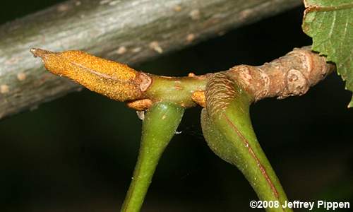 Bitternut Hickory (Carya cordiformis)