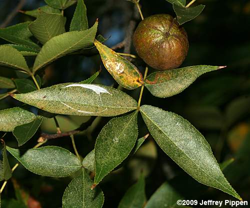 'Coastal' Pignut Hickory (Carya glabra megacarpa)