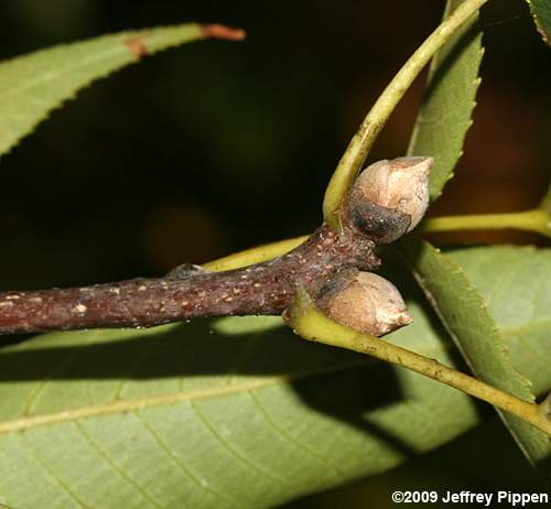'Coastal' Pignut Hickory (Carya glabra megacarpa)