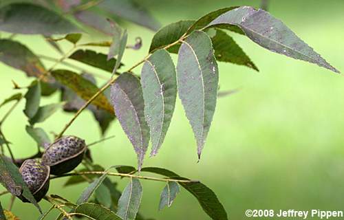 Pecan (Carya illinoiensis)